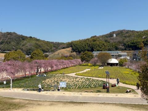 250408shidare_koiji04
