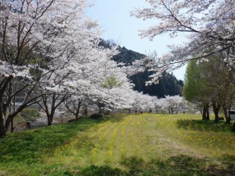 250409somei_yonegawa01
