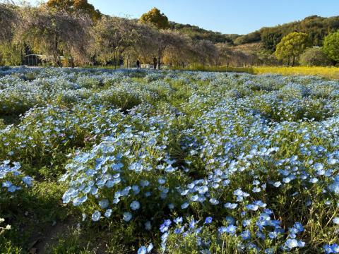 250421nemophila_koiji01