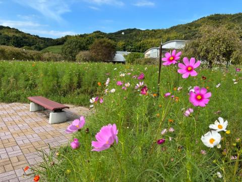 250922supokou-kosumosu01