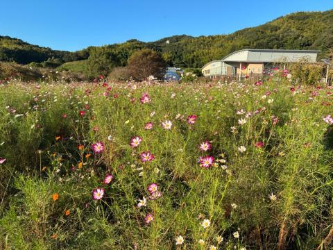 251010supokou-kosumosu01