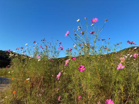 251010supokou-kosumosu02