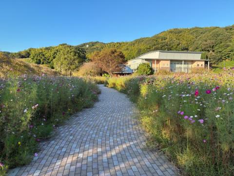 251010supokou-kosumosu03