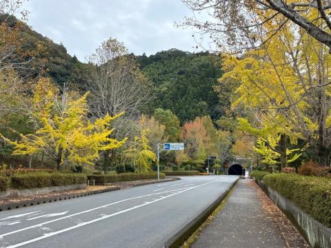 251104beisenko-kouyou01