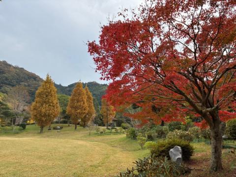 251113beisenko-kouyou