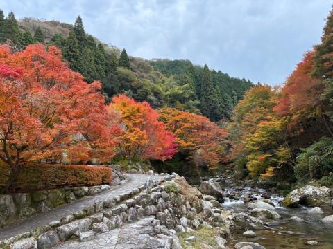 251113takinokuchi-kasen-kouyou02