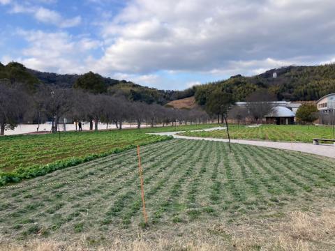 260123nanohana_koiji02