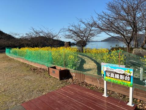 260126nanohana_shiokazegarden01