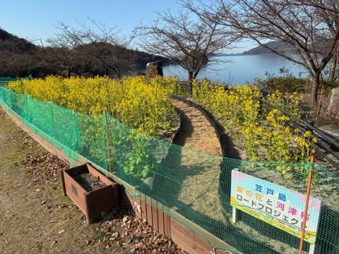 260126nanohana_shiokazegarden02