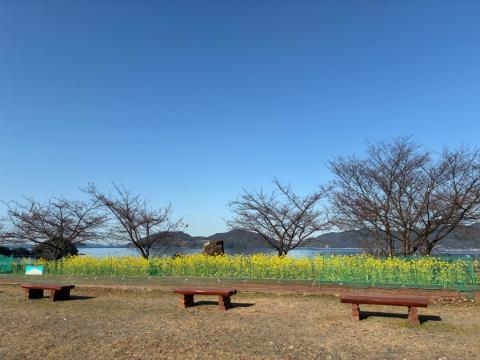 260126nanohana_shiokazegarden03