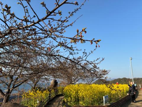 260206kawadu_kasado03