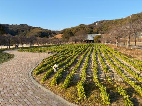 260206nanohana_koiji01