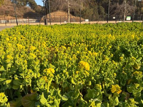 260206nanohana_koiji03