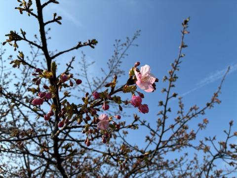 260213kawadu_kasado01