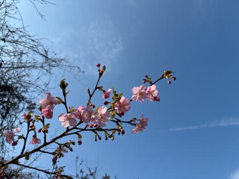 260213kawadu_kasado02