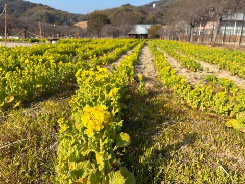 260213nanohana_koiji01