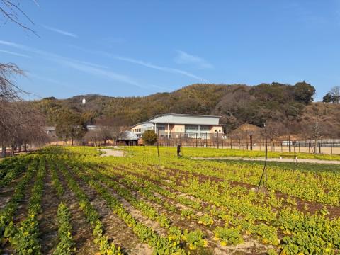 260213nanohana_koiji02