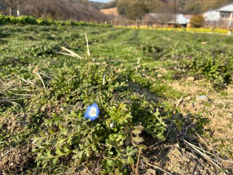 260213nanohana_koiji03