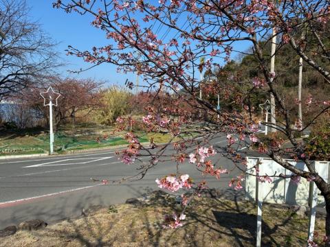 260219kawadu_kasado04