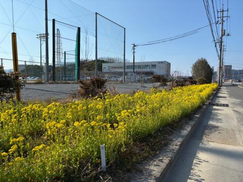 260219nanohana_tamaturu02