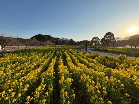 260221nanohana_koiji01