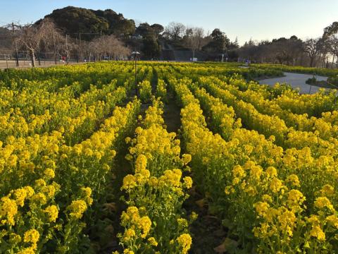 260221nanohana_koiji02