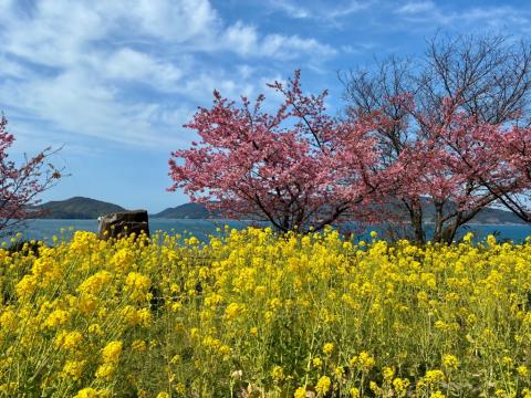 260223kawadu_kasado01