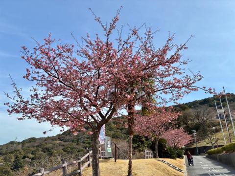 260223kawadu_kasado06