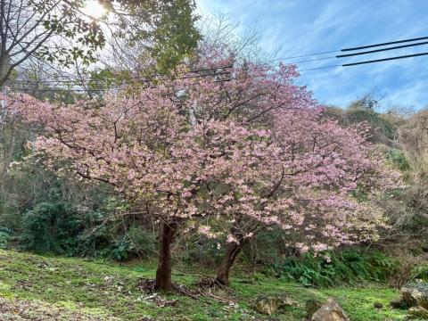 260223kawadu_kasado07