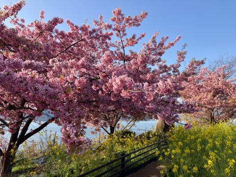 260305kawadu_kasado01