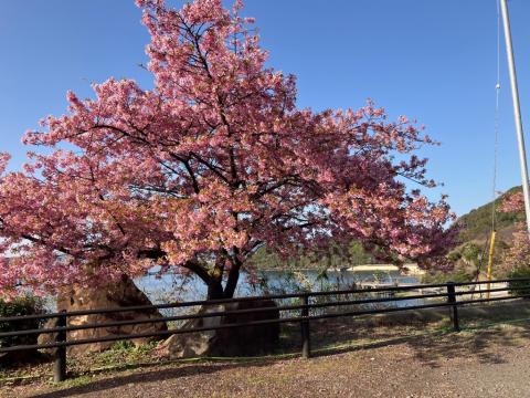 260305kawadu_kasado02