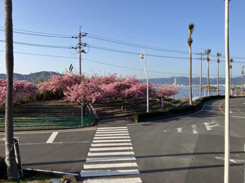 260305kawadu_kasado03