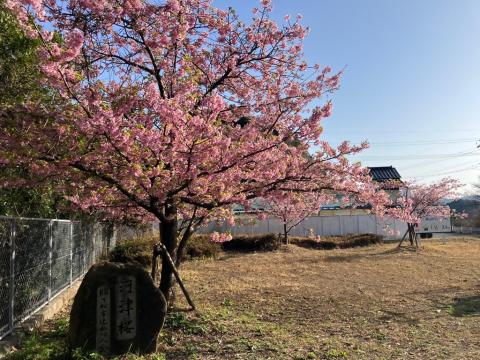 260305kawadu_kasado04