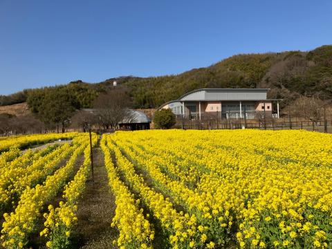 260305nanohana_koiji01