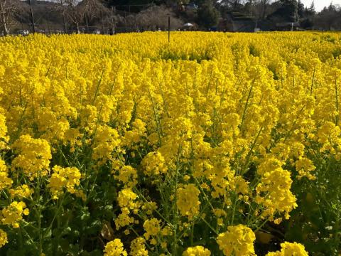 260305nanohana_koiji02