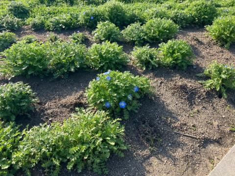 260305nanohana_koiji03