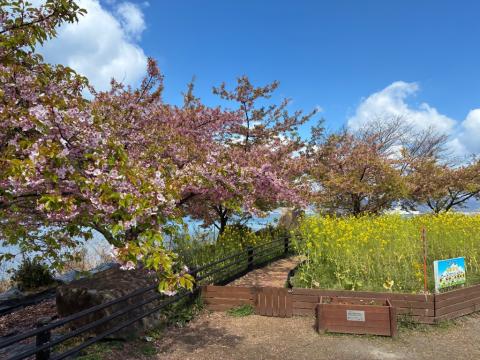 260313kawadu_kasado01