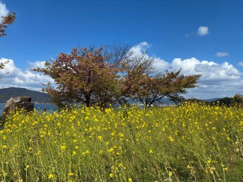 260313kawadu_kasado02