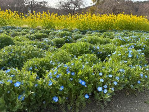 260327nemophila_koiji02