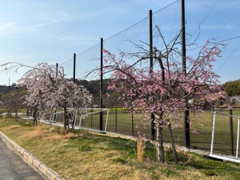260327shidare_koiji