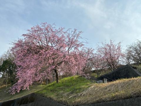 260327shidare_kudamatsukouen