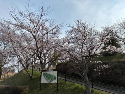 260327somei_kudamatsukouen01