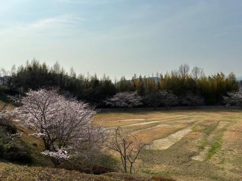 260327somei_kudamatsukouen02