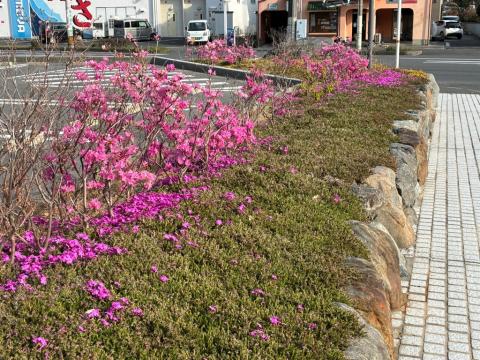 260327yoshinotutuji01