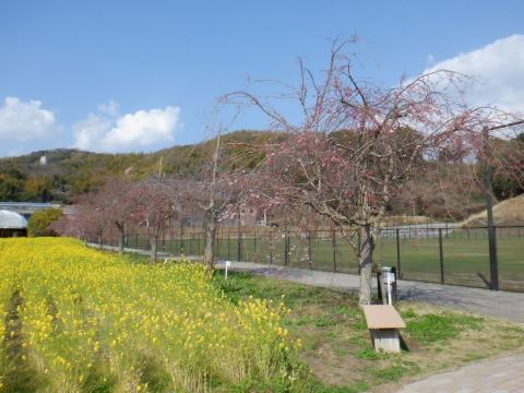 260402koiji_shidare
