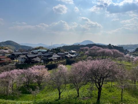 260402shidare_kinennomori4