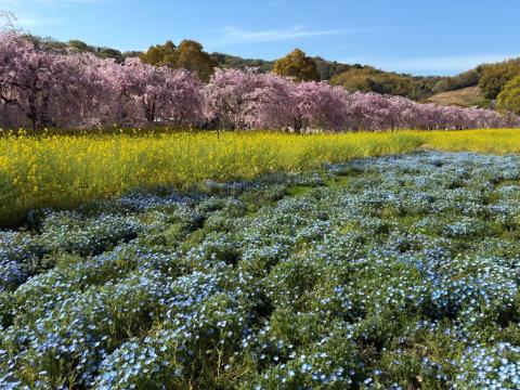 260411nemophila_sports