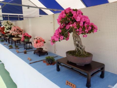 39saiten_syashin05