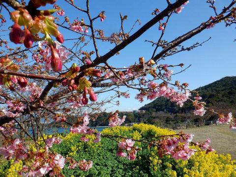 7河津さくら