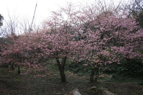 家族旅行村カワヅザクラH290221